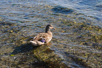 duck on the water