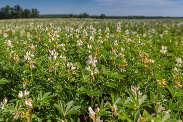 Field with white lupine crops