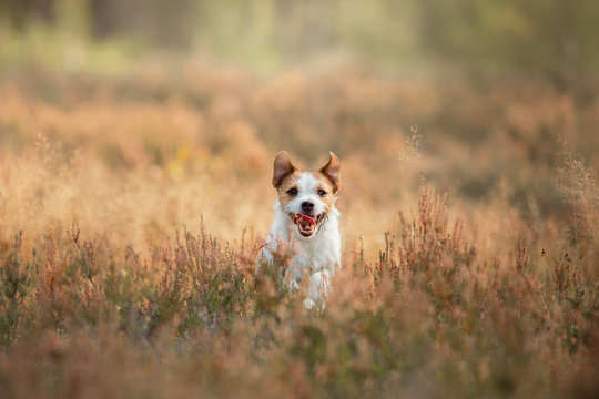 The dog runs in colors, grass. Active happy jack russell terrier. Pet on the nature