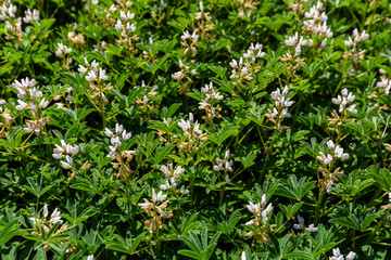 Field with white lupine crops