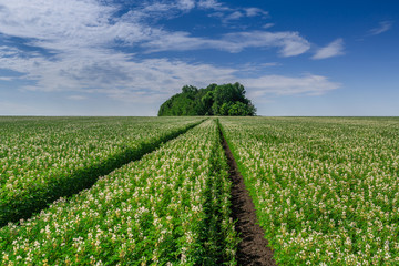 Fototapeta na wymiar Field with white lupine crops