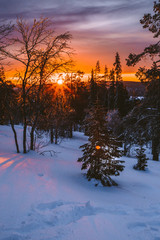 Beautiful winter sunset in Lapland forest