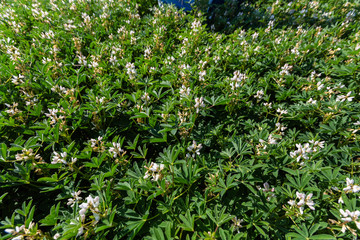 Field with white lupine crops