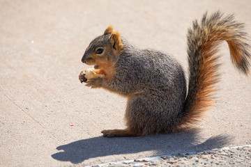 eastern fox squirrel looking for food in the park on a sunny day