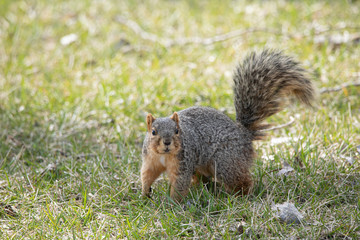 Naklejka na ściany i meble eastern fox squirrel looking for food in the park on a sunny day
