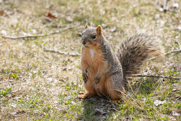 Naklejka na ściany i meble eastern fox squirrel looking for food in the park on a sunny day