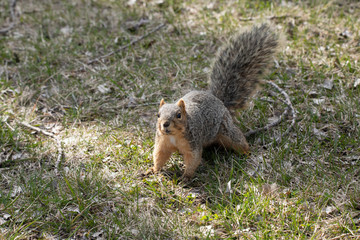 eastern fox squirrel looking for food in the park on a sunny day