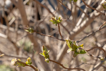 Tree buds in spring. Young large buds on branches against blurred background under the bright sun. Beautiful Fresh spring Natural background. Sunny day. View close up. One single bud for spring theme.