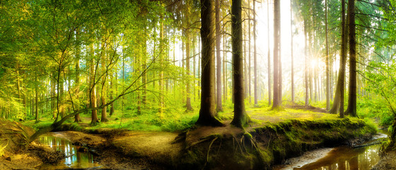 Panorama of a fresh green forest in spring with bright sunlight shining through the trees 