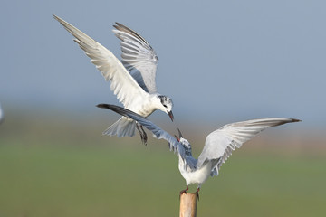 Whiskered Terns