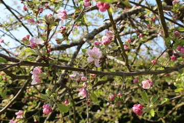 Fleurs de pommier