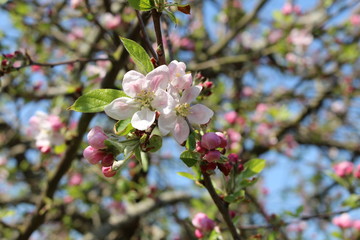 Fleurs de pommier