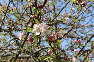 Fleurs de pommier