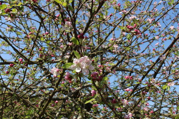Fleurs de pommier