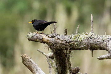 Mirlo Común (Turdus Merula) 