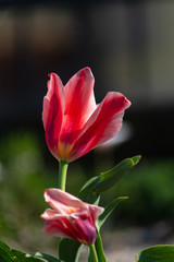 colorful flowers  at eastern season