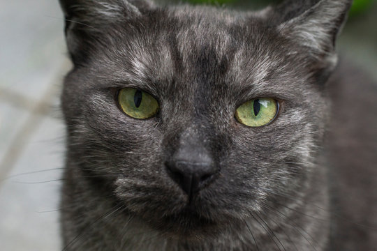 gestreifter Kater