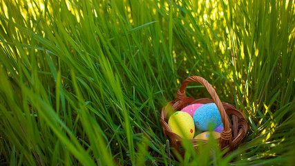 Fototapeta premium Colorful Easter eggs hidden in the green grass. Easter egg hunt for kids. Happy easter.