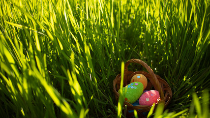 Colorful  Easter eggs hidden in the green grass. Easter egg hunt. Happy easter.