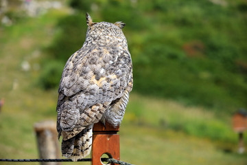 Vancouver, America - August 18, 2019: Owl at Grouse Mountain, Vancouver, America