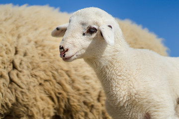 Close up on lamb standing by the sheep in sunny summer or spring day against a blue sky selective...