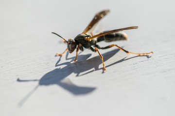 Wasp Up Close