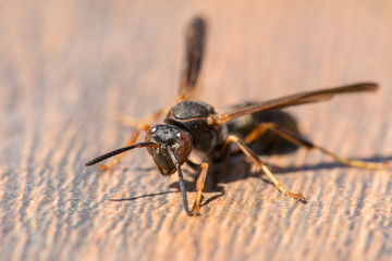 Wasp Up Close
