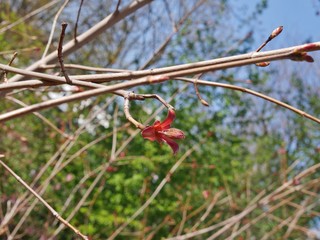 Rote Blüte am Strauch