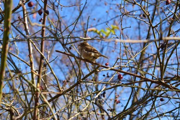 blue tit on a branch