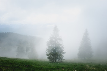 Misty fir trees / mystical / quiet / close to nature