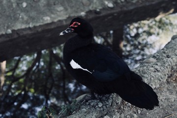 Un pato.