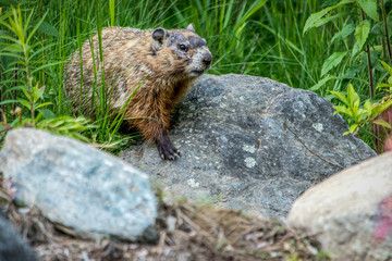 Groundhog Up Close