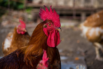 Gallo jefe