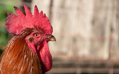 Gallo jefe