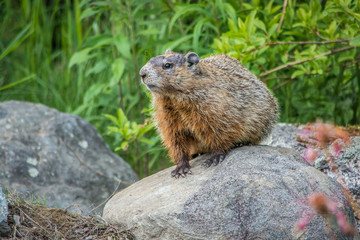 Groundhog Up Close