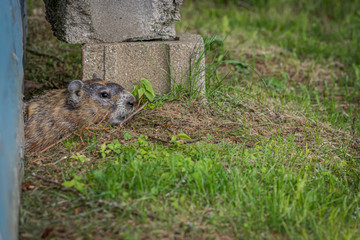 Groundhog Up Close