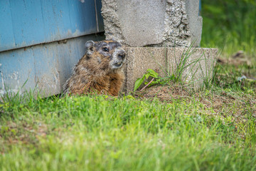 Groundhog Up Close