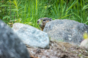 Groundhog Up Close