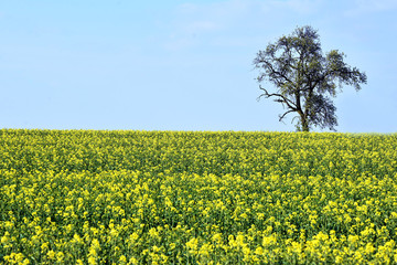 Ein blühendes Rapsfeld im Salzkammergut (Oberösterreich, Österreich) - A blooming rapeseed field...