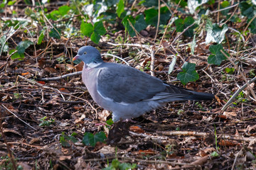 Common Wood-Pigeon (Columba palumbus), Belfast, Northern Ireland, UK
