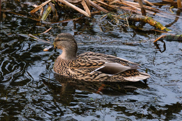 Mallard (Anas platyrhynchos), Belfast Waterworks, Northern Ireland, UK