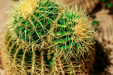 green cactus growing in the sand with a fern on the background