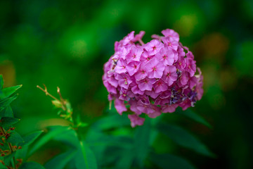 pink flower on a green background use for background