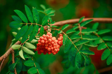 orange berries on a tree among the leaves