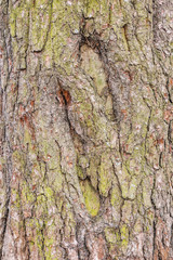 Moss on the pine tree bark texture.