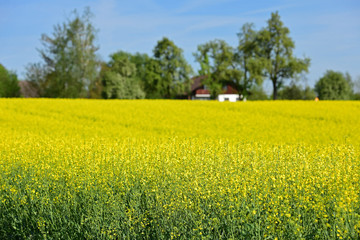 Ein blühendes Rapsfeld im Salzkammergut (Oberösterreich, Österreich) - A blooming rapeseed field...