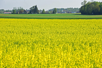Ein blühendes Rapsfeld im Salzkammergut (Oberösterreich, Österreich) - A blooming rapeseed field...