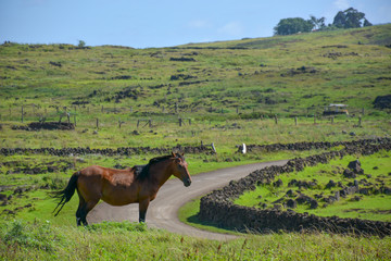 Wild Horses of Easter Island, Rapa Nui