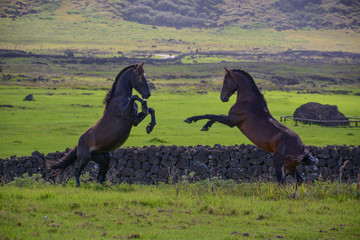 Wild Horses of Easter Island, Rapa Nui