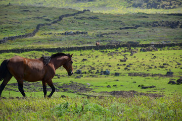 Wild Horses of Easter Island, Rapa Nui